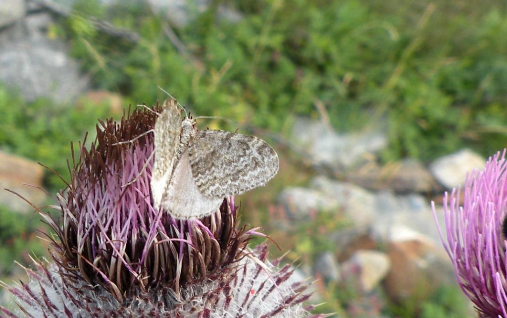 Forse Coenotephria salicata?